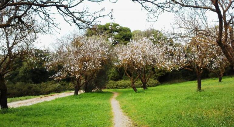 Tour gratuito di trail running ad Atene Fornito da Christos