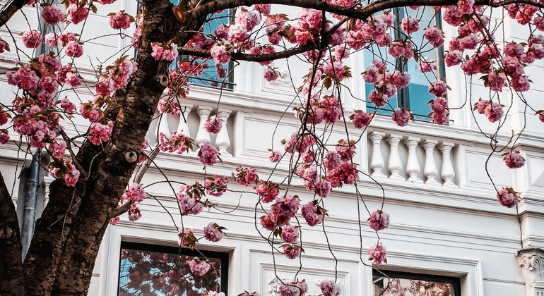 Visita guiada gratuita «Classic Bonn»