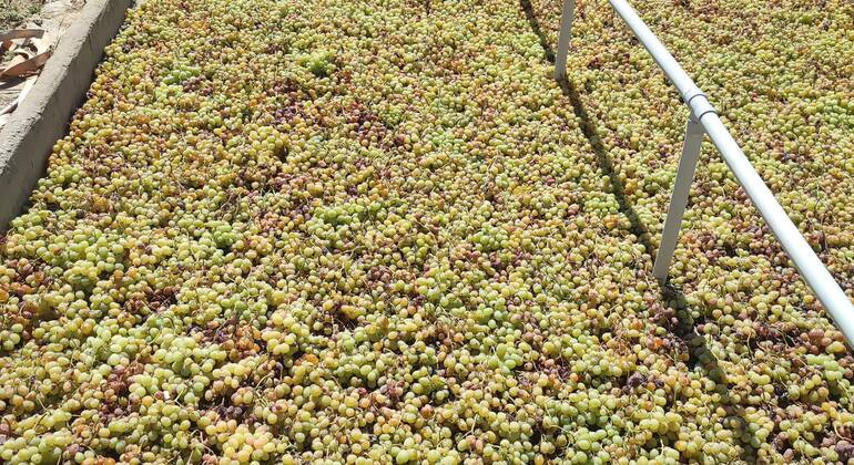 Visita a uma vinha e degustação de vinhos – Excursão Espanha &mdash; #2