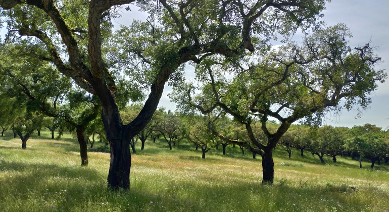 Évora  Free Tour: Jornadas Místicas  Portugal &mdash; #14