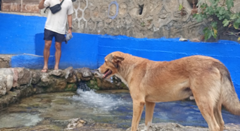 Explore Chefchaouen with a Local Friend Morocco &mdash; #11