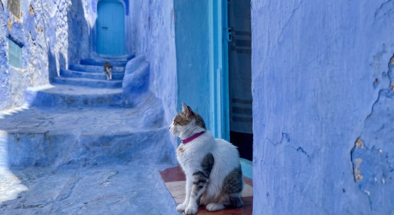 Explora Chefchaouen con un amigo de la zona Marruecos &mdash; #8