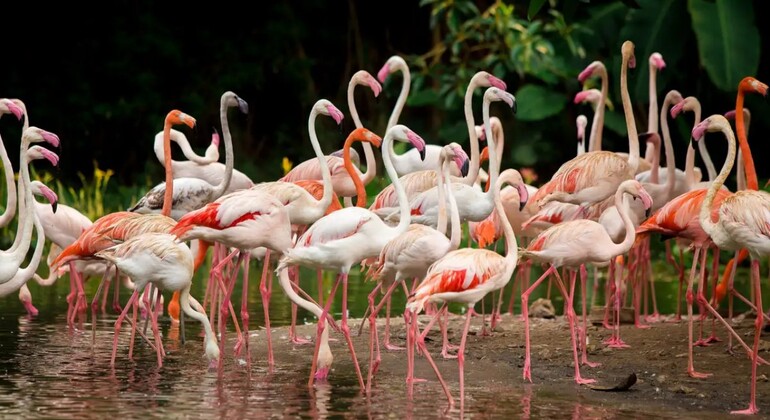 Guangzhou Chimelong: Safari-Park China &mdash; #5