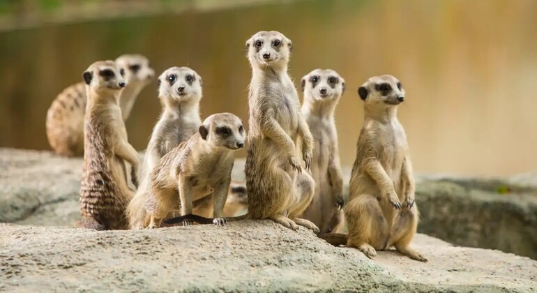 Guangzhou Chimelong: Safari-Park China &mdash; #6