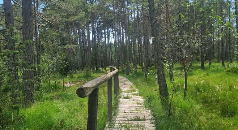 bolzano-mtb-or-e-bike-tour-to-renon-earth-pyramids-en-2