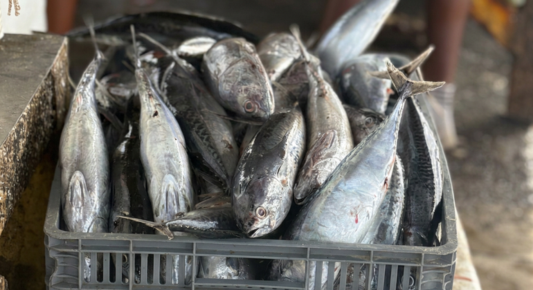 authentic-palmeira-a-deep-dive-into-a-fishing-village-en-6