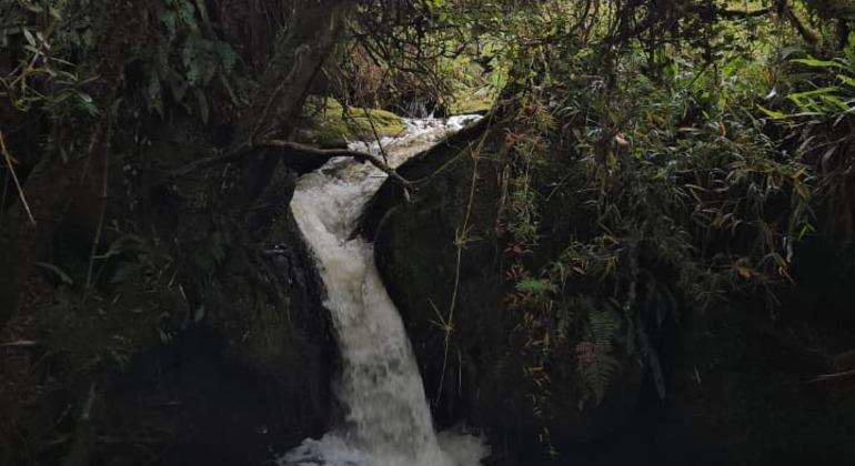 Bogotá Free Tour: Nature Tourism in the Eastern Hills  Provided by KUNDURIMARKA