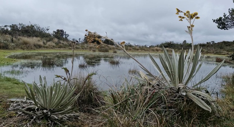 Bogotá Free Tour: Nature Tourism in the Eastern Hills  Colombia &mdash; #4