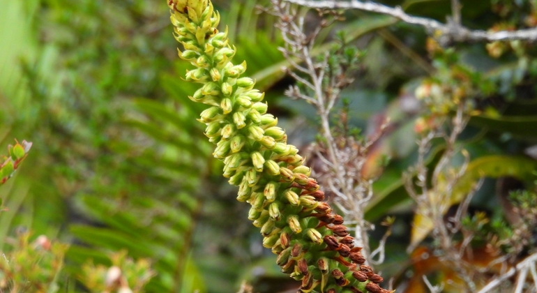 Bogotá Free Tour: Nature Tourism in the Eastern Hills  Colombia &mdash; #6
