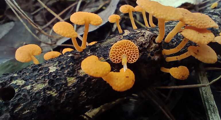Bogotá Free Tour: Nature Tourism in the Eastern Hills  Colombia &mdash; #7
