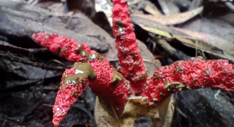 Bogotá Free Tour: Nature Tourism in the Eastern Hills  Colombia &mdash; #8