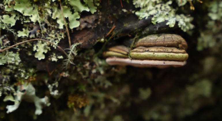 Bogotá Free Tour: Nature Tourism in the Eastern Hills  Colombia &mdash; #9