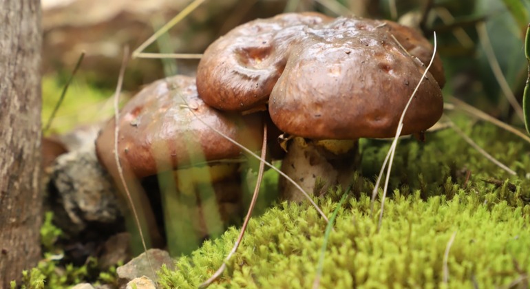 Bogotá Free Tour: Nature Tourism in the Eastern Hills  Colombia &mdash; #10