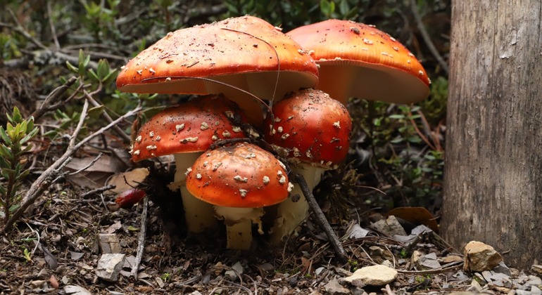 Bogotá Free Tour: Nature Tourism in the Eastern Hills  Colombia &mdash; #11