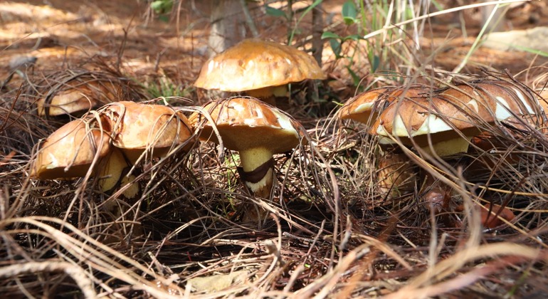 Bogotá Free Tour: Nature Tourism in the Eastern Hills  Colombia &mdash; #14