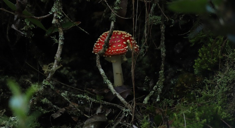Bogotá Free Tour: Nature Tourism in the Eastern Hills  Colombia &mdash; #15