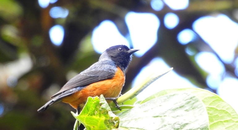 Bogotá Free Tour: Nature Tourism in the Eastern Hills  Colombia &mdash; #18