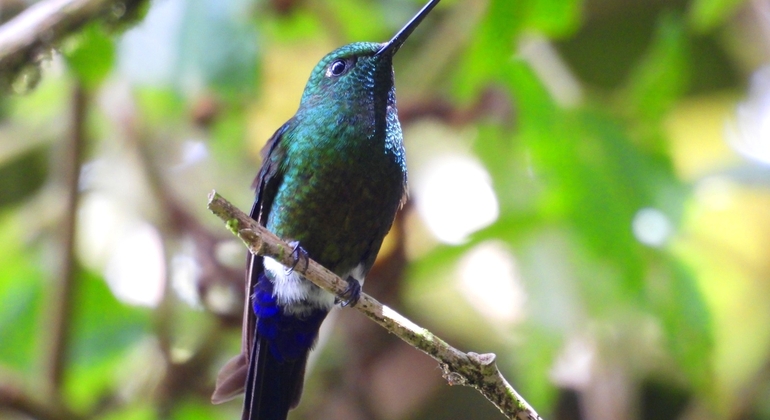 Bogotá Free Tour: Nature Tourism in the Eastern Hills  Colombia &mdash; #19