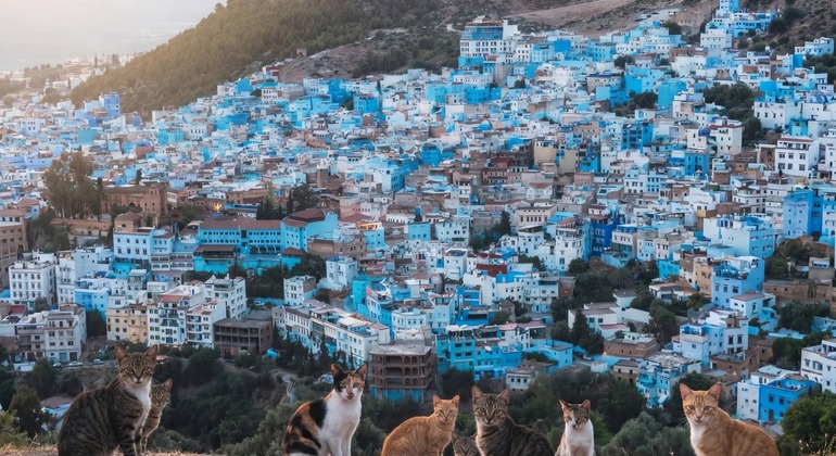 Découvrez Chefchaouen comme un habitant de la ville grâce à une visite guidée gratuite Maroc &mdash; #16