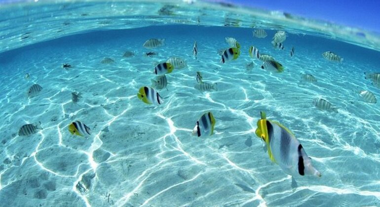 Crucero de buceo con esnórquel por Orange Bay, en Hurghada, con almuerzo incluido Egipto &mdash; #5
