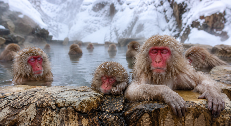 Tokyo: Private Nagano Zenko-ji & Snow Monkeys Day Trip