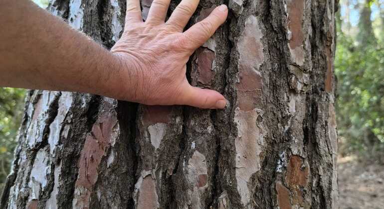 Inmersión en Bosque: Reconecta con la Naturaleza Vuelve a lo Esencial Operado por Forest Immersion: Reconnect with Nature, Return to the Essentials
