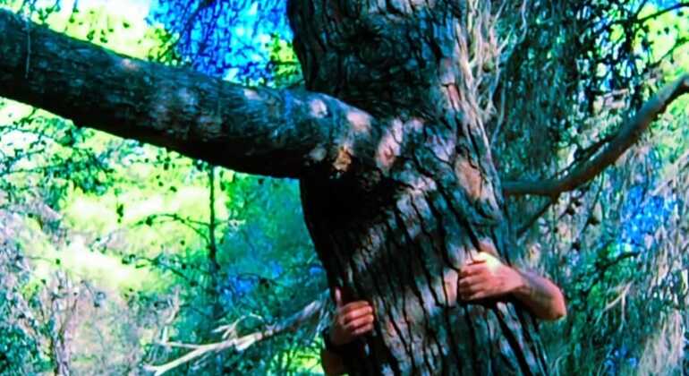 Inmersión en Bosque: Reconecta con la Naturaleza Vuelve a lo Esencial España &mdash; #2