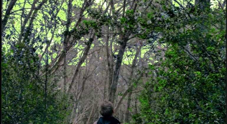 Inmersión en Bosque: Reconecta con la Naturaleza Vuelve a lo Esencial España &mdash; #4