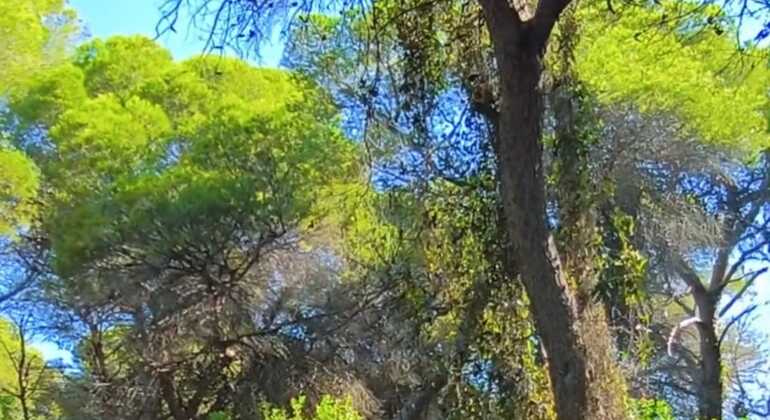 Inmersión en Bosque: Reconecta con la Naturaleza Vuelve a lo Esencial España &mdash; #5