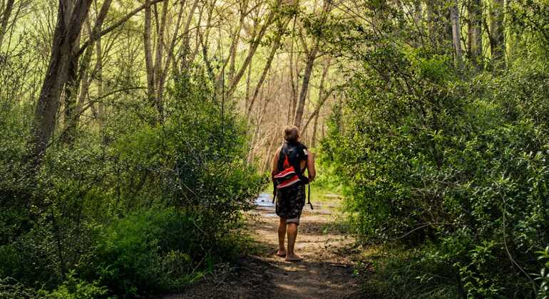 Inmersión en Bosque: Reconecta con la Naturaleza Vuelve a lo Esencial España &mdash; #7