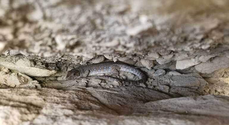 Visite guidée gratuite sur le thème de la biodiversité à la Font Roja Espagne &mdash; #3