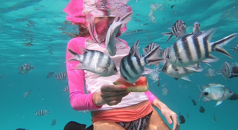 Zanzibar's Triple Treasure: Dolphins, Turtles & Paradise Beach Escape Provided by Maryam Tours Zanzibar