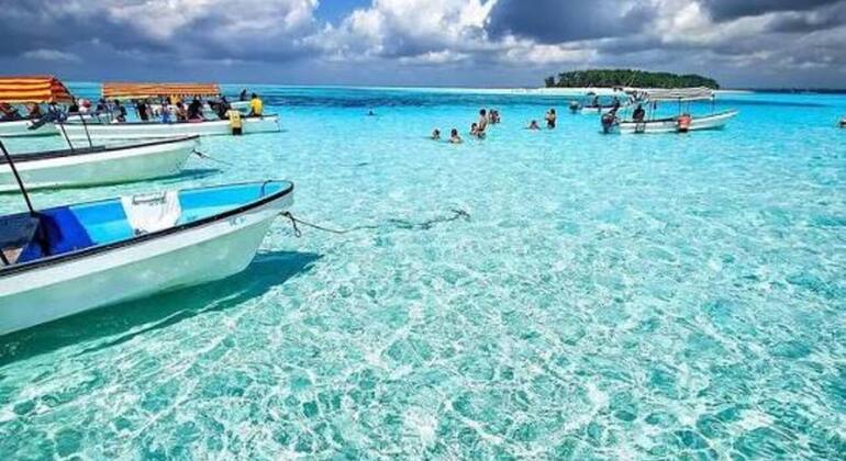 Zanzibar's Triple Treasure: Dolphins, Turtles & Paradise Beach Escape Tanzania &mdash; #5