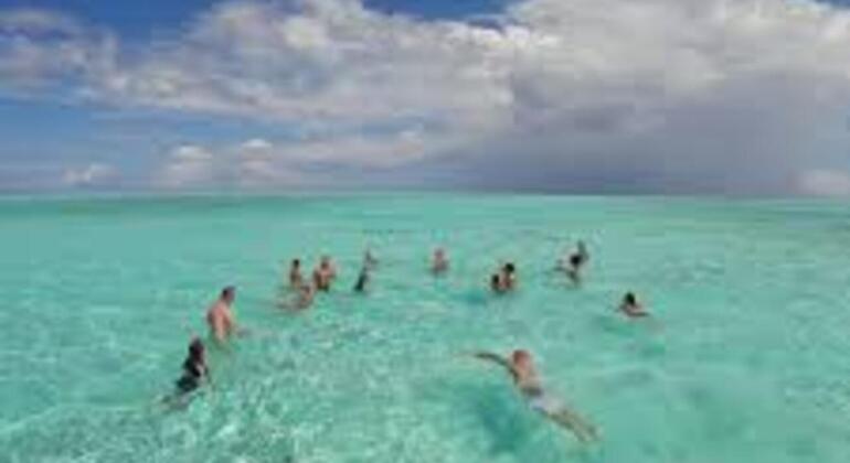 Zanzibar's Triple Treasure: Dolphins, Turtles & Paradise Beach Escape Tanzania &mdash; #27