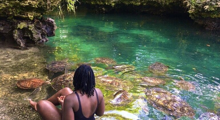 Zanzibar's Triple Treasure: Dolphins, Turtles & Paradise Beach Escape Tanzania &mdash; #34