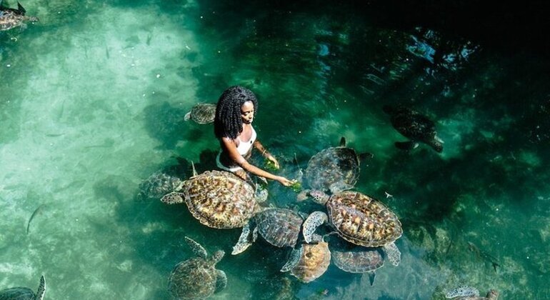 Zanzibar's Triple Treasure: Dolphins, Turtles & Paradise Beach Escape Tanzania &mdash; #35
