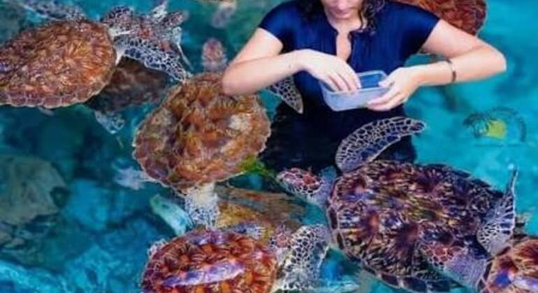 Zanzibar's Triple Treasure: Dolphins, Turtles & Paradise Beach Escape Tanzania &mdash; #36
