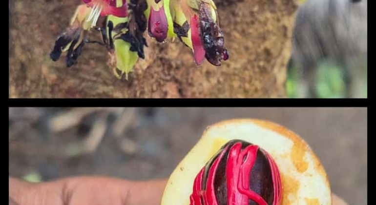 Spice Farm Tour with a Lunch Option Tanzania &mdash; #10