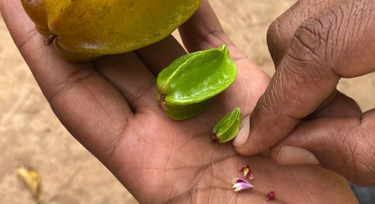 Spice Farm Tour with a Lunch Option Tanzania &mdash; #15