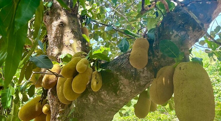 Spice Farm Tour with a Lunch Option Tanzania &mdash; #17