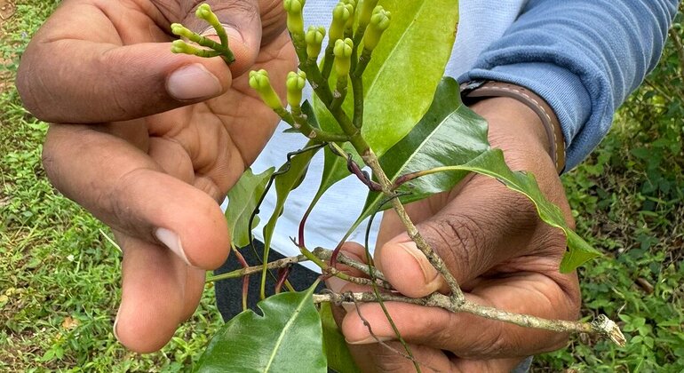Spice Farm Tour with a Lunch Option Tanzania &mdash; #19