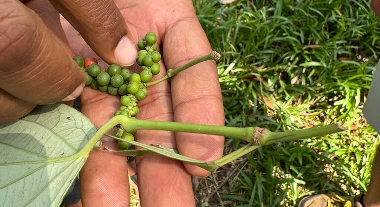 Spice Farm Tour with a Lunch Option Tanzania &mdash; #20