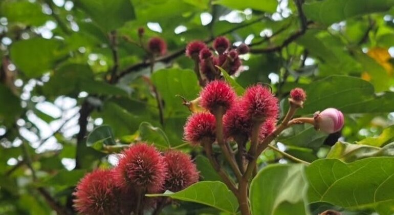 Spice Farm Tour with a Lunch Option Tanzania &mdash; #22