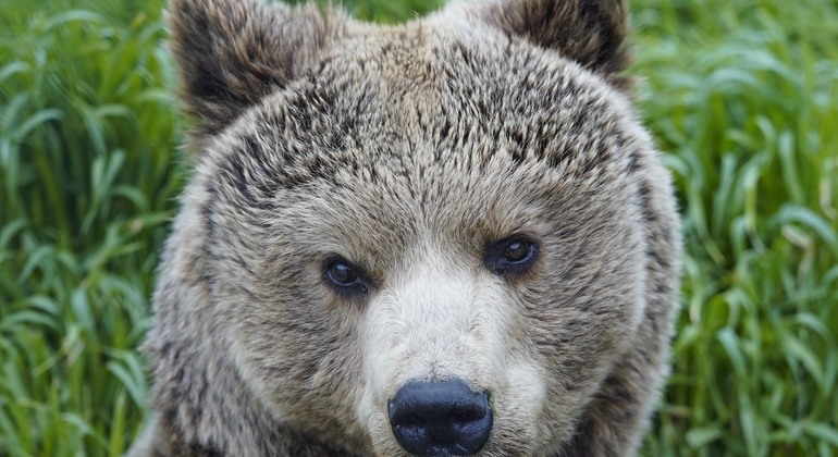 Prishtina: Graçanica Monastery & Bear Sanctuary