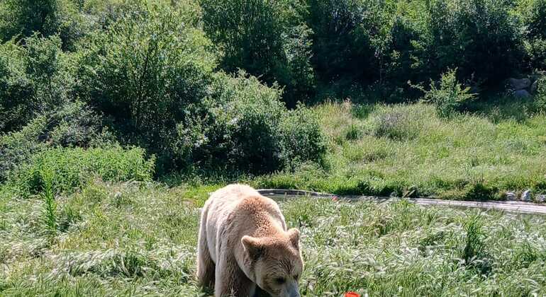 Prishtina: Graçanica Monastery & Bear Sanctuary Kosovo &mdash; #2