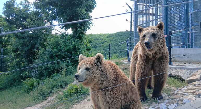 Prishtina: Graçanica Monastery & Bear Sanctuary Kosovo &mdash; #3