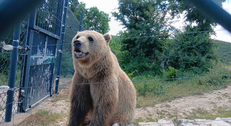 Prishtina: Graçanica Monastery & Bear Sanctuary Kosovo &mdash; #5