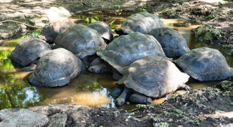 Prison Island & Stone Town Tour: Giant Tortoises, History & Culture Tanzania &mdash; #10