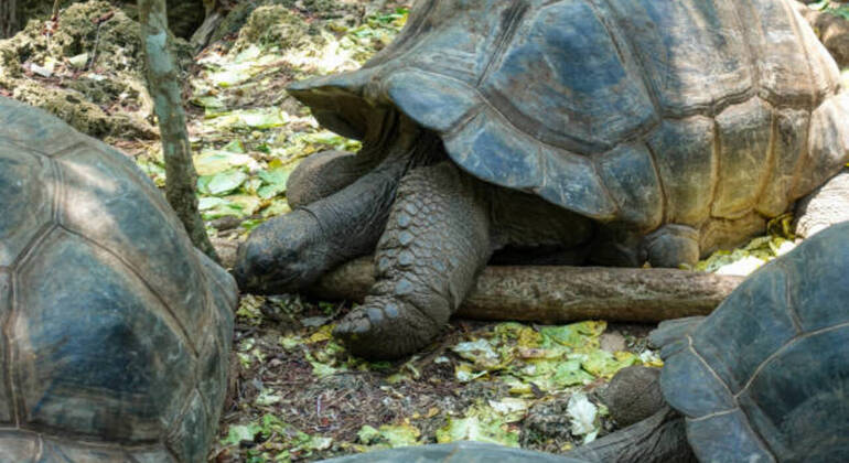 Prison Island & Stone Town Tour: Giant Tortoises, History & Culture Tanzania &mdash; #13