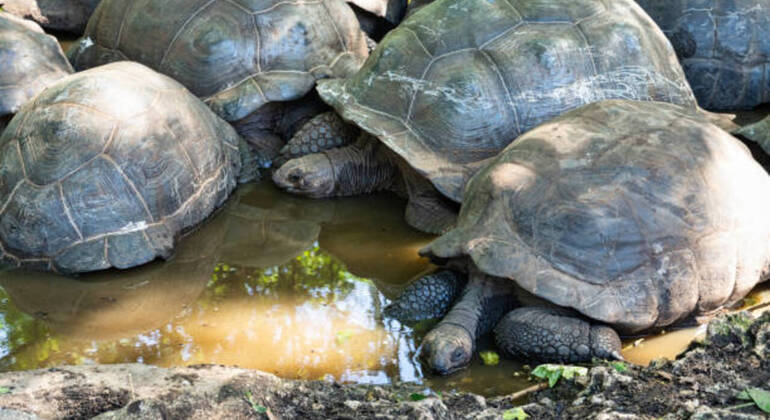 Prison Island & Stone Town Tour: Giant Tortoises, History & Culture Tanzania &mdash; #14